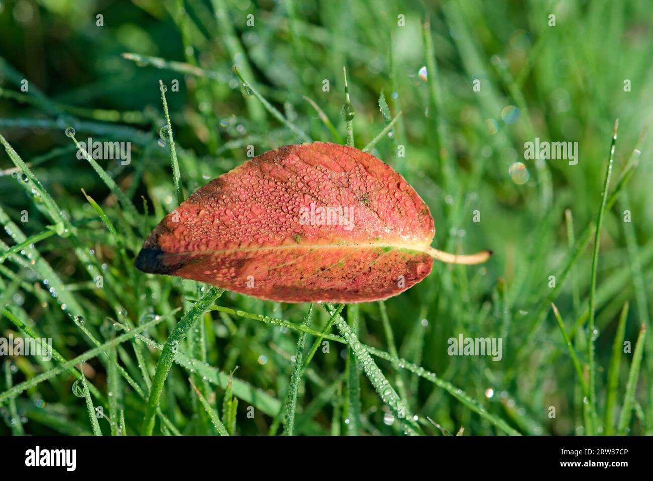 La foglia colorata, per lo più rossa, è adagiata sull'erba. L'estate sta partendo e l'autunno sta arrivando. Foglie stagionali che cadono. Foto Stock