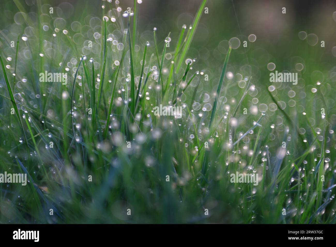 Gocce di pioggia su erba al mattino in giardino. Foto Stock