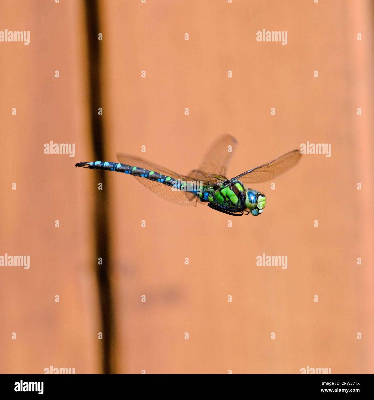 Dragonfly aeshna mixta, alias libellula del falco migrante, in volo sopra lo stagno. Sfondo sfocato arancione. Tarda estate. Natura della repubblica Ceca. Foto Stock