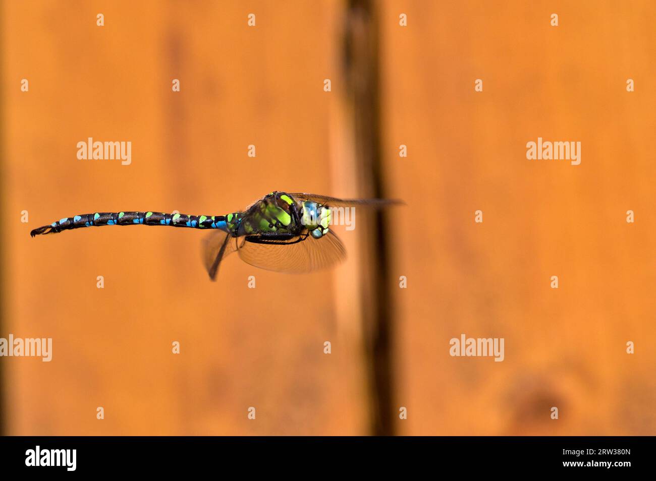 Dragonfly aeshna mixta, alias libellula del falco migrante, in volo sopra lo stagno. Sfondo sfocato arancione. Tarda estate. Natura della repubblica Ceca. Foto Stock