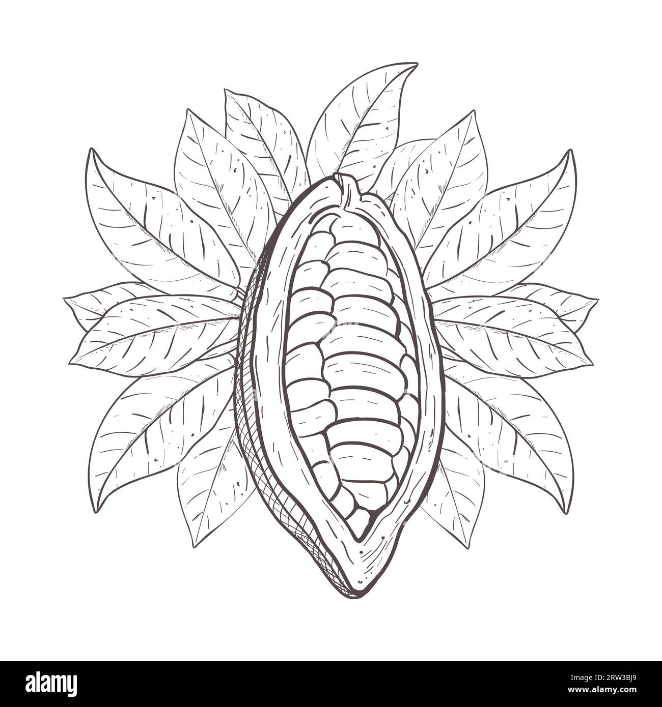 Illustrazione vettoriale del cacao grezzo aperto con fagioli non sbucciati e foglie di cacao. Contorno nero della curva della foglia, disegno grafico. Per cartoline, design e. Illustrazione Vettoriale