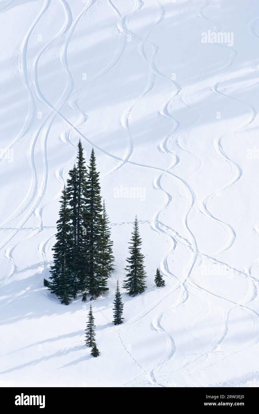 Alberi e neve, Paradise Valley; il Parco Nazionale del Monte Rainier, Washington. Foto Stock