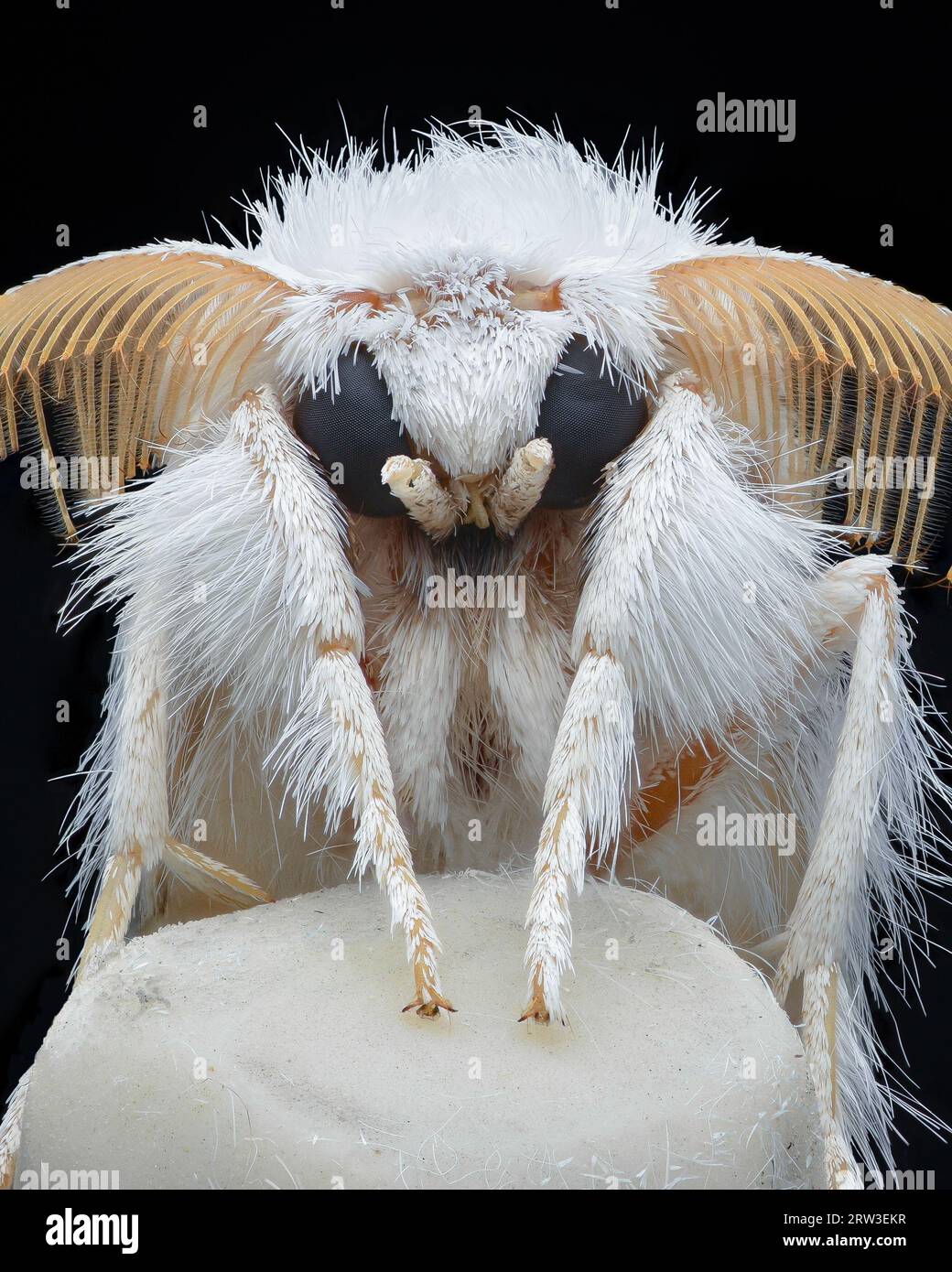 Ritratto di una falena bianca con grandi antenne, su una matita bianca con punta di gomma (coda gialla o coda dorata o falena cigno, Sphrageidus similis Foto Stock