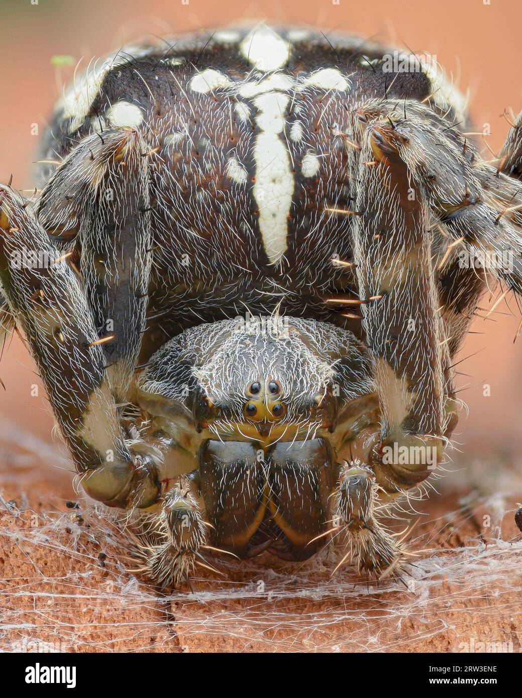 Ritratto di una grande ragno tessitore Orb marrone femmina, su una corteccia (Cross Spider o Garden Spider o Cross Orbweaver, Araneus diadematus) Foto Stock