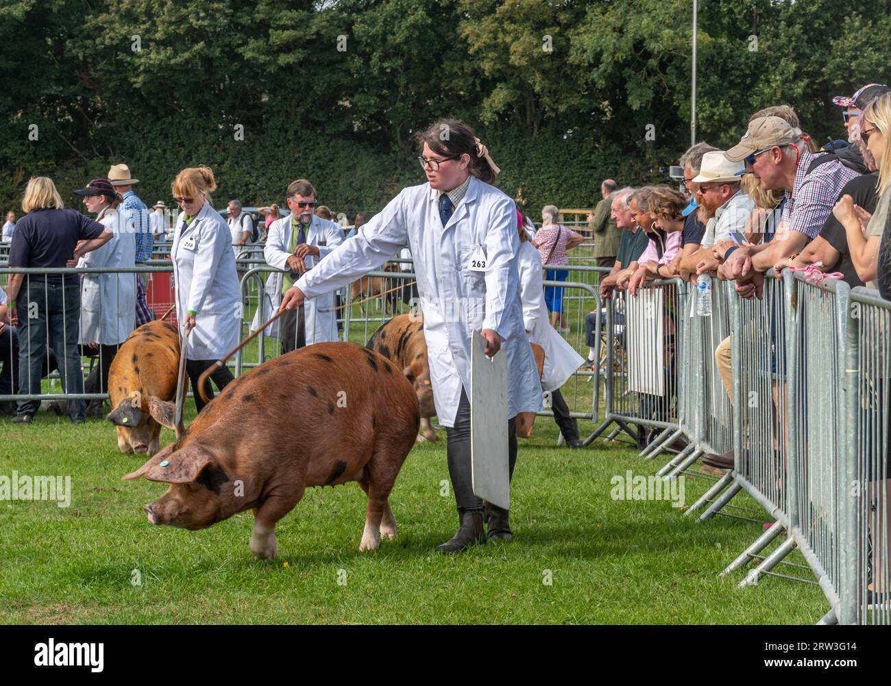 16 settembre 2023. Newbury Show è tornato oggi per la prima volta dopo la pandemia. L'evento si è svolto nel fine settimana del 16 e 17 settembre al Newbury Showground, Berkshire, Inghilterra, dopo un intervallo di tre anni. Lo spettacolo, chiamato anche Royal County of Berkshire Show, è stato organizzato dalla Newbury & District Agricultural Society, ed è stato ben frequentato. Bestiame a giudicare con Oxford Sandy e Black Pigs nell'arena. Foto Stock 16 settembre 2023. Newbury Show è tornato oggi per la prima volta dopo la pandemia. L'evento si è svolto nel fine settimana del 16 e 17 settembre al Newbury Showground, Berkshire, Inghilterra, dopo un intervallo di tre anni. Lo spettacolo, chiamato anche Royal County of Berkshire Show, è stato organizzato dalla Newbury & District Agricultural Society, ed è stato ben frequentato. Bestiame a giudicare con Oxford Sandy e Black Pigs nell'arena. Foto Stock