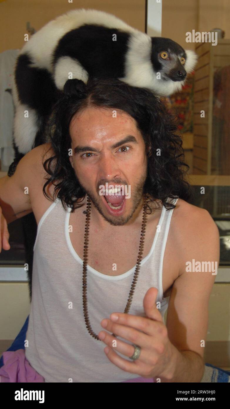 COPERTURA ESCLUSIVA - ORIG PIX PRESO - l'8 maggio 2011 a Miami, Florida MIAMI BEACH, FL - 24 MAGGIO: compleanno Boy Russell Brand ha avuto una visita da Charly G il Gorillagram oggi che ha consegnato sei casse di banane alla sua casa di noleggio di Miami Beach mentre cantava Happy Birthday attraverso l'interfono. Il biglietto era firmato da un ÔJohnÕ, potrebbero essere uno scherzo del caro amico Jonathan Ross in blighty? Il 24 maggio 2011 a Miami Beach, Florida. Persone: Russell Brand Credit: Storms Media Group/Alamy Live News Foto Stock