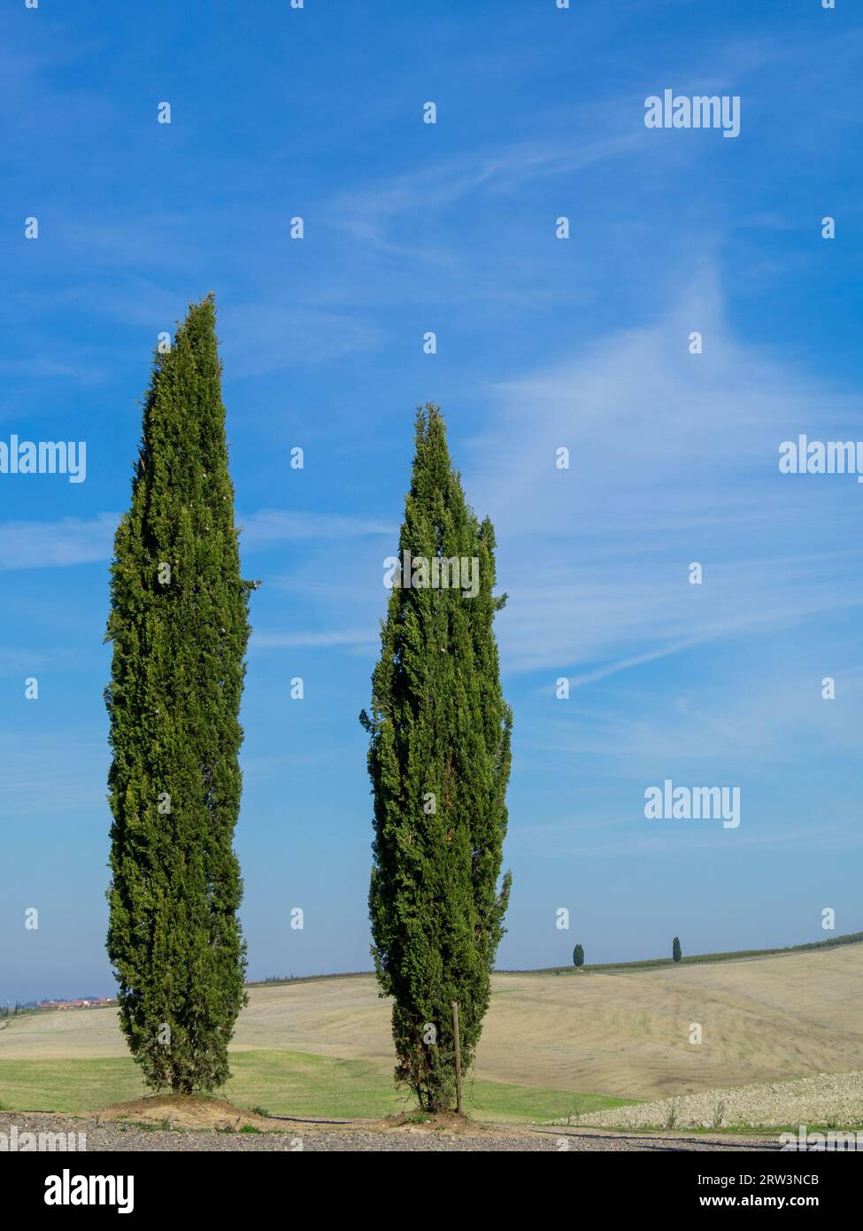 Cipressi nel paesaggio toscano Foto Stock