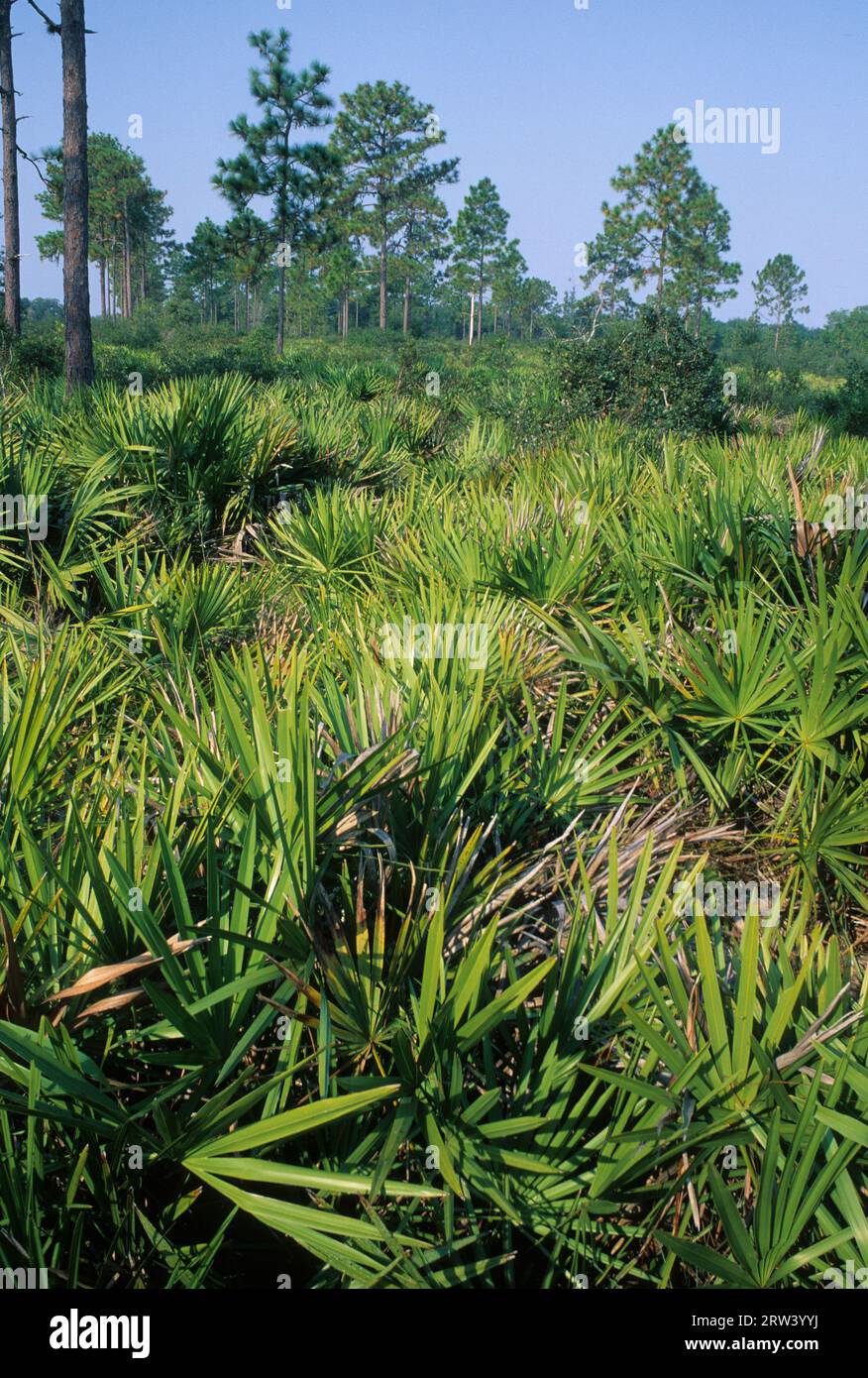 Pino longleaf e vide il palmetto, la riserva naturale di Disney, Florida Foto Stock