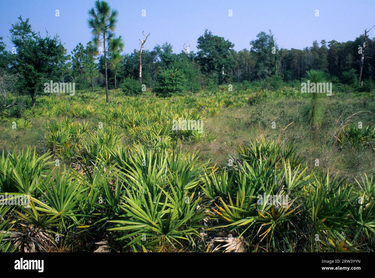 Pino longleaf e vide il palmetto, la riserva naturale di Disney, Florida Foto Stock