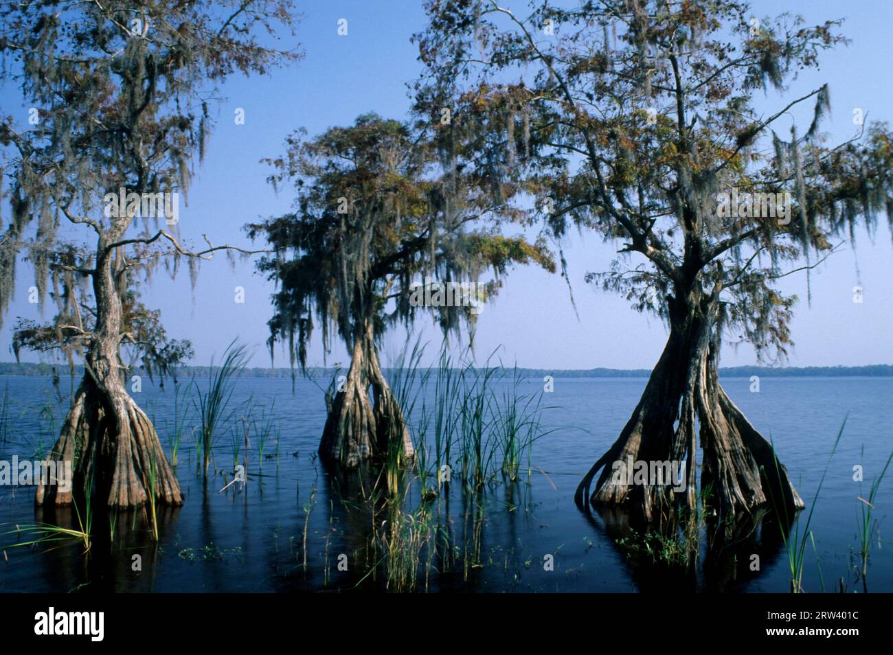 Cypress a Lake Russell, la Disney Wilderness Preserve, Florida Foto Stock