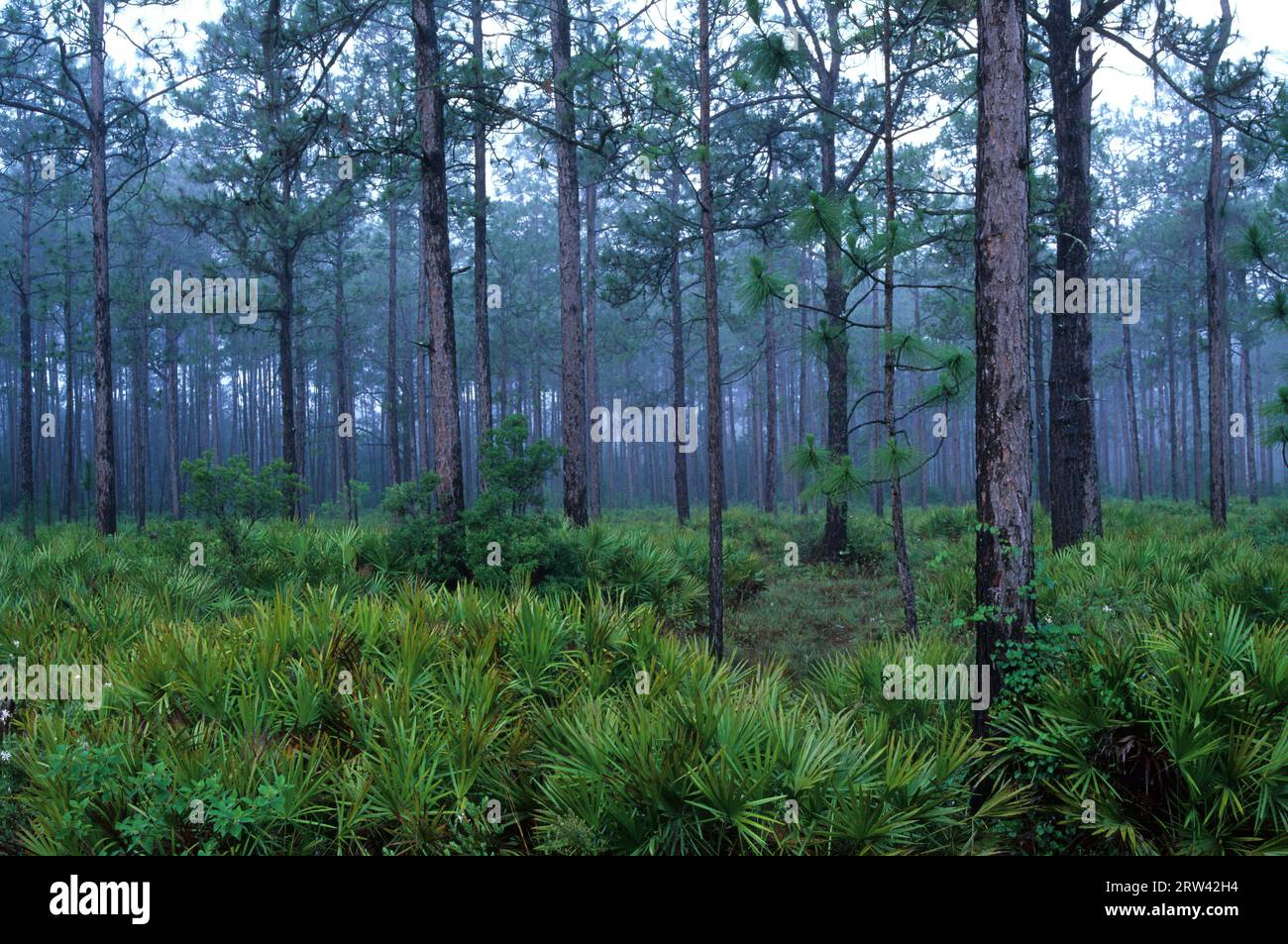 Foresta di pini, Osceola National Forest, Florida Foto Stock