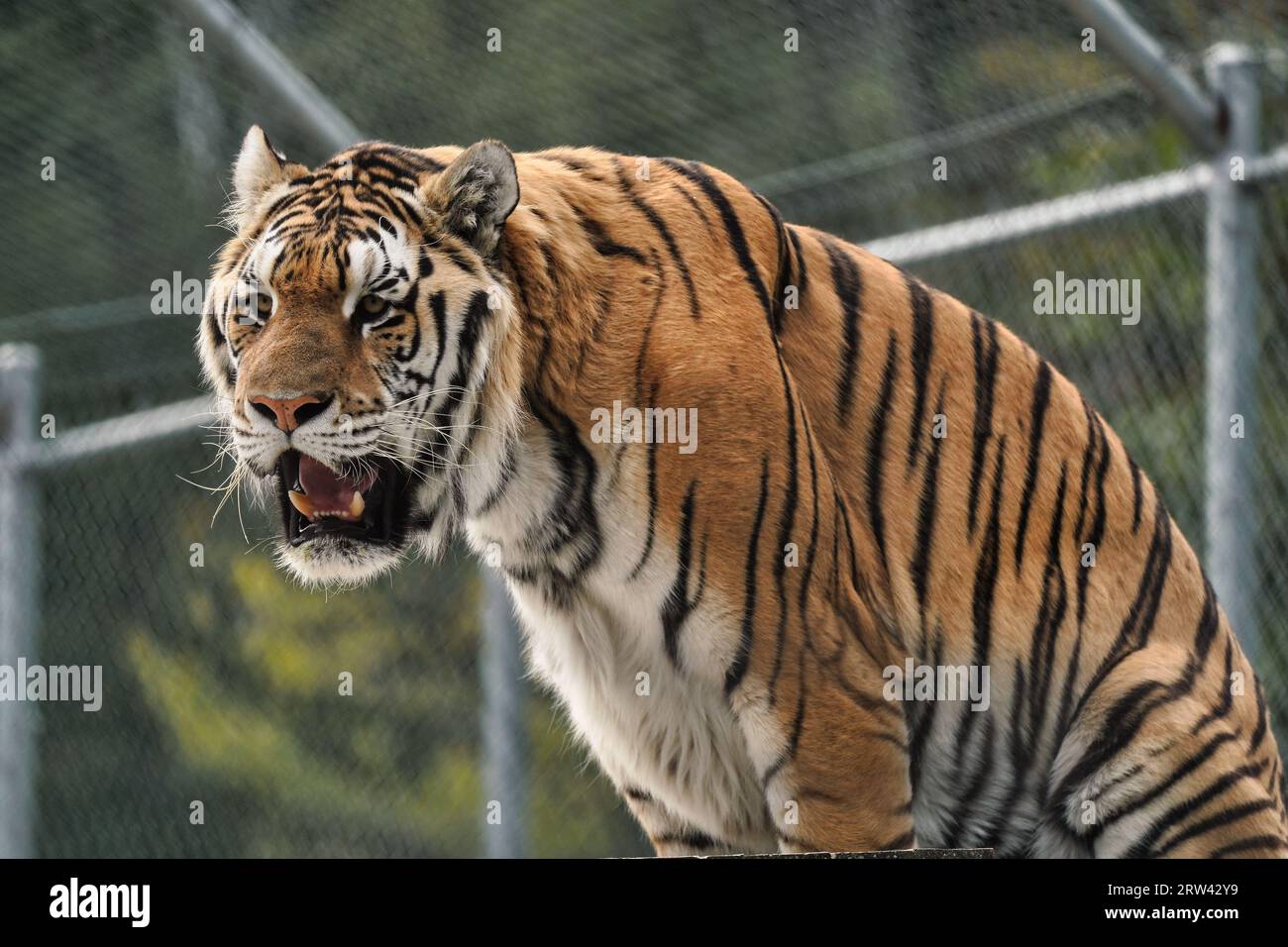 Tigre in uno zoo-santuario. Foto Stock Tigre in uno zoo-santuario. Foto Stock