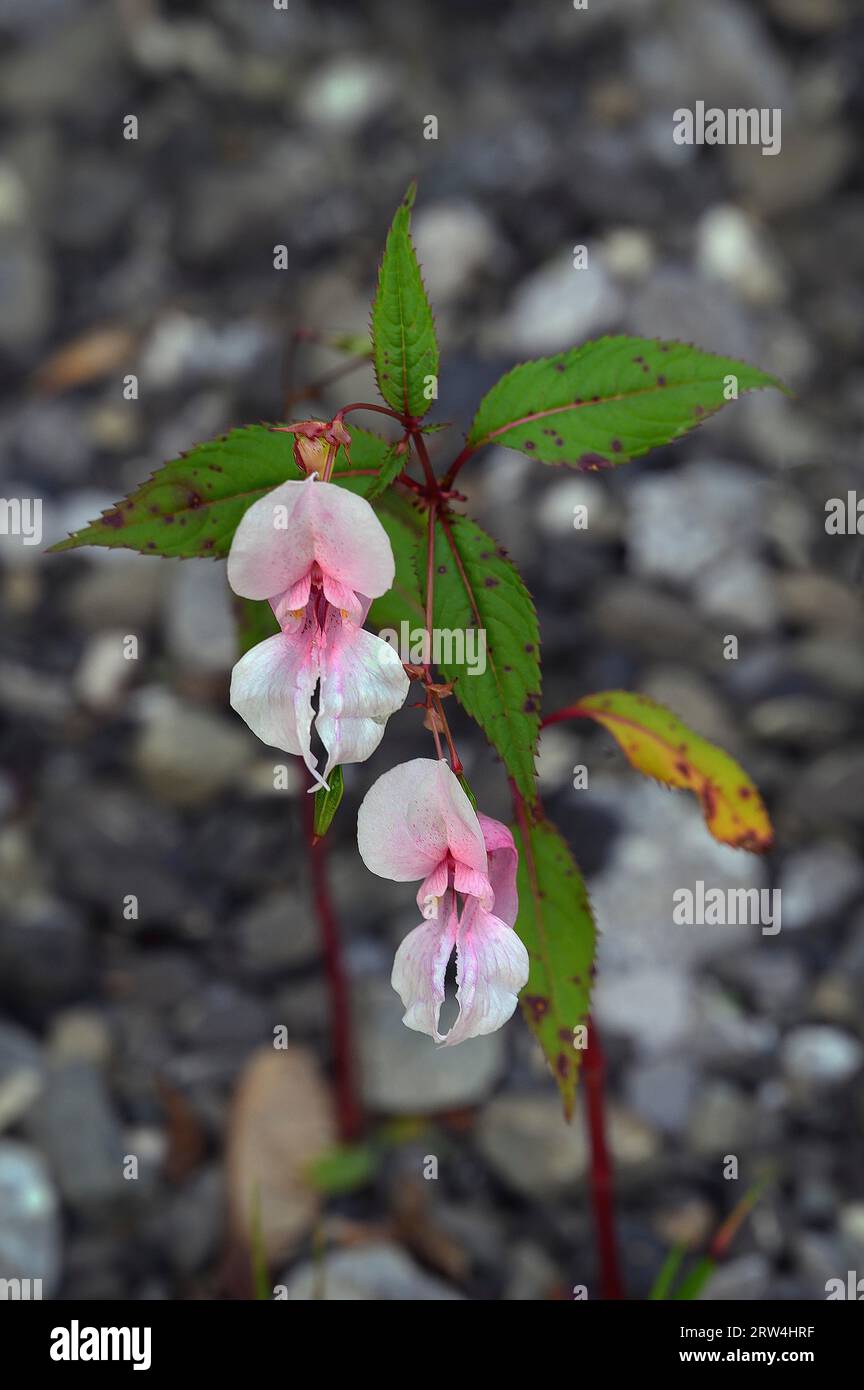 Balsamo himalayano (Impatiens glandulifera), su ghiaia, Allgaeu, Baviera, Germania Foto Stock