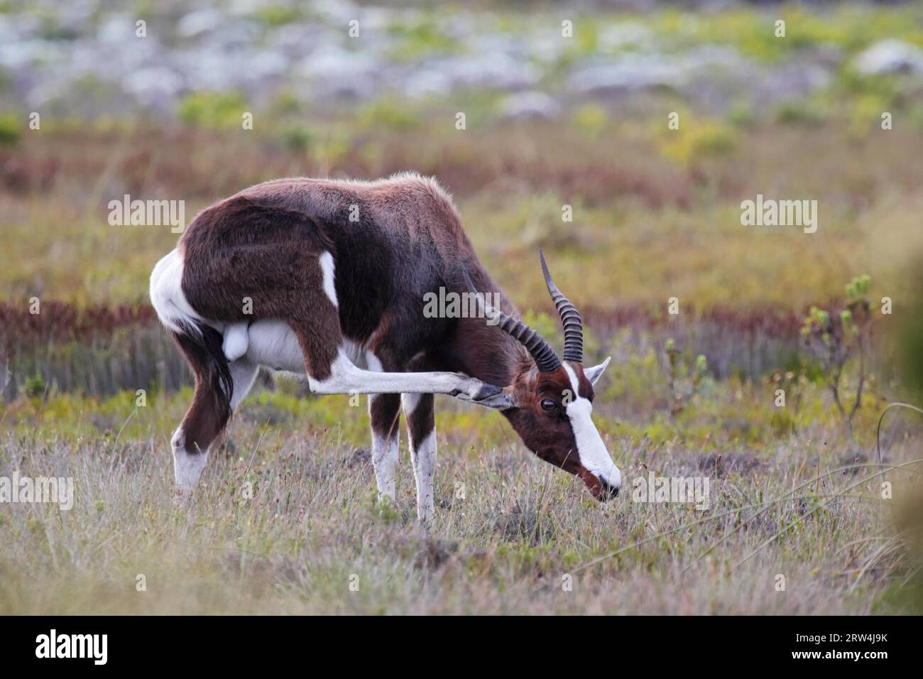 Bontebok (Damaliscus pygargus) nel Table Mountain National Park nella penisola del Capo in Sudafrica. Bontebok nel Table Mountain National Park sul Foto Stock