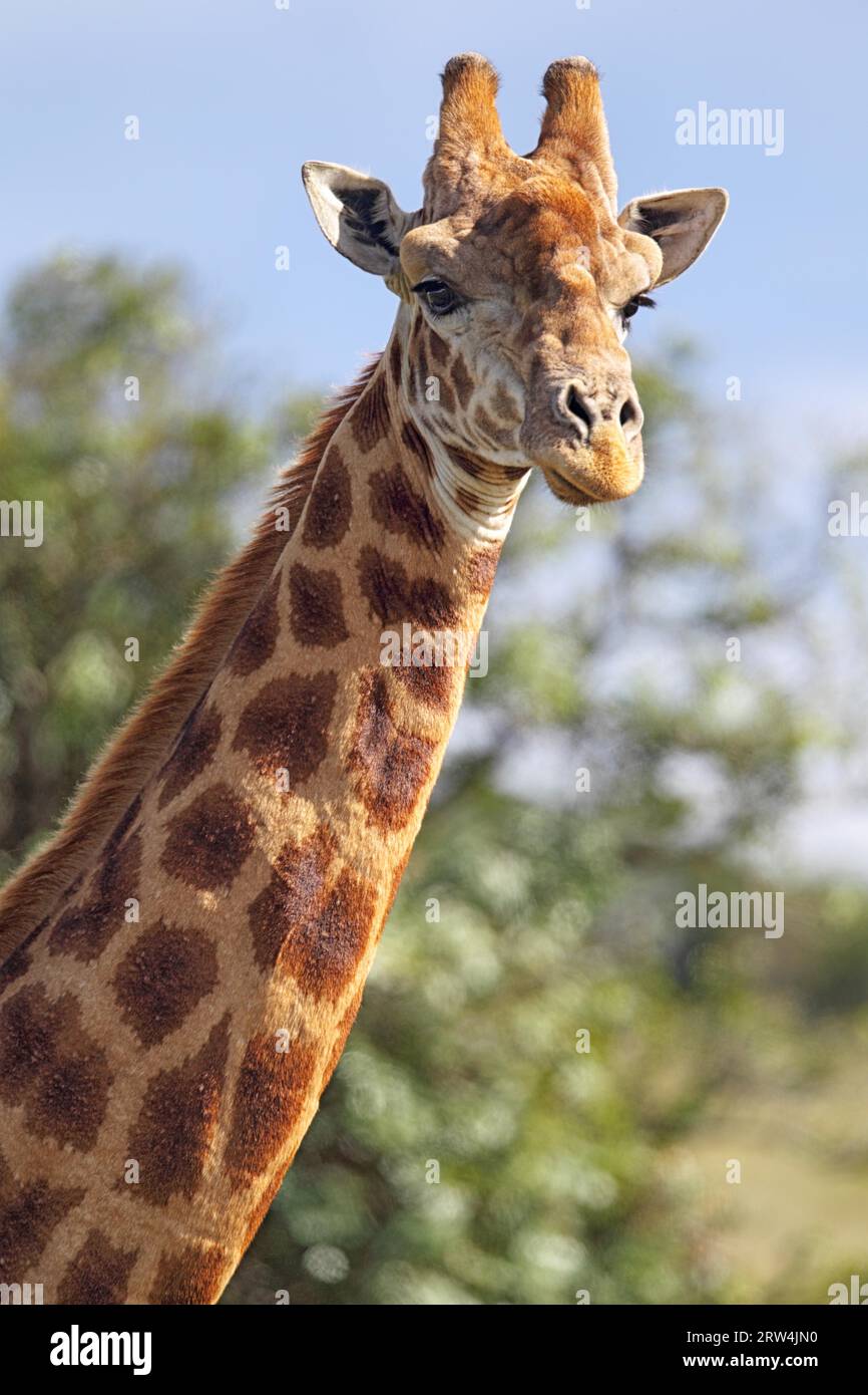 Ritratto di una giraffa (Giraffa camelopardalis) in Amakhala Game Reserve, Capo Orientale, Sudafrica. Ritratto di una giraffa nel gioco Amakhala Foto Stock