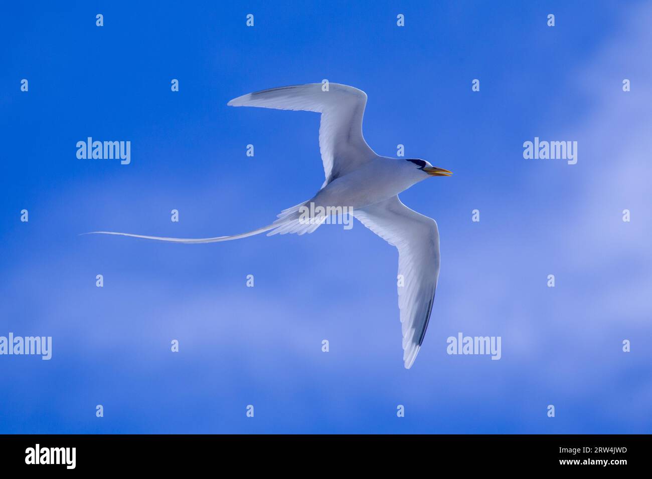 Tropicbird dalla coda bianca (Phaethon lepturus) in volo sopra Praslin, Seychelles Foto Stock