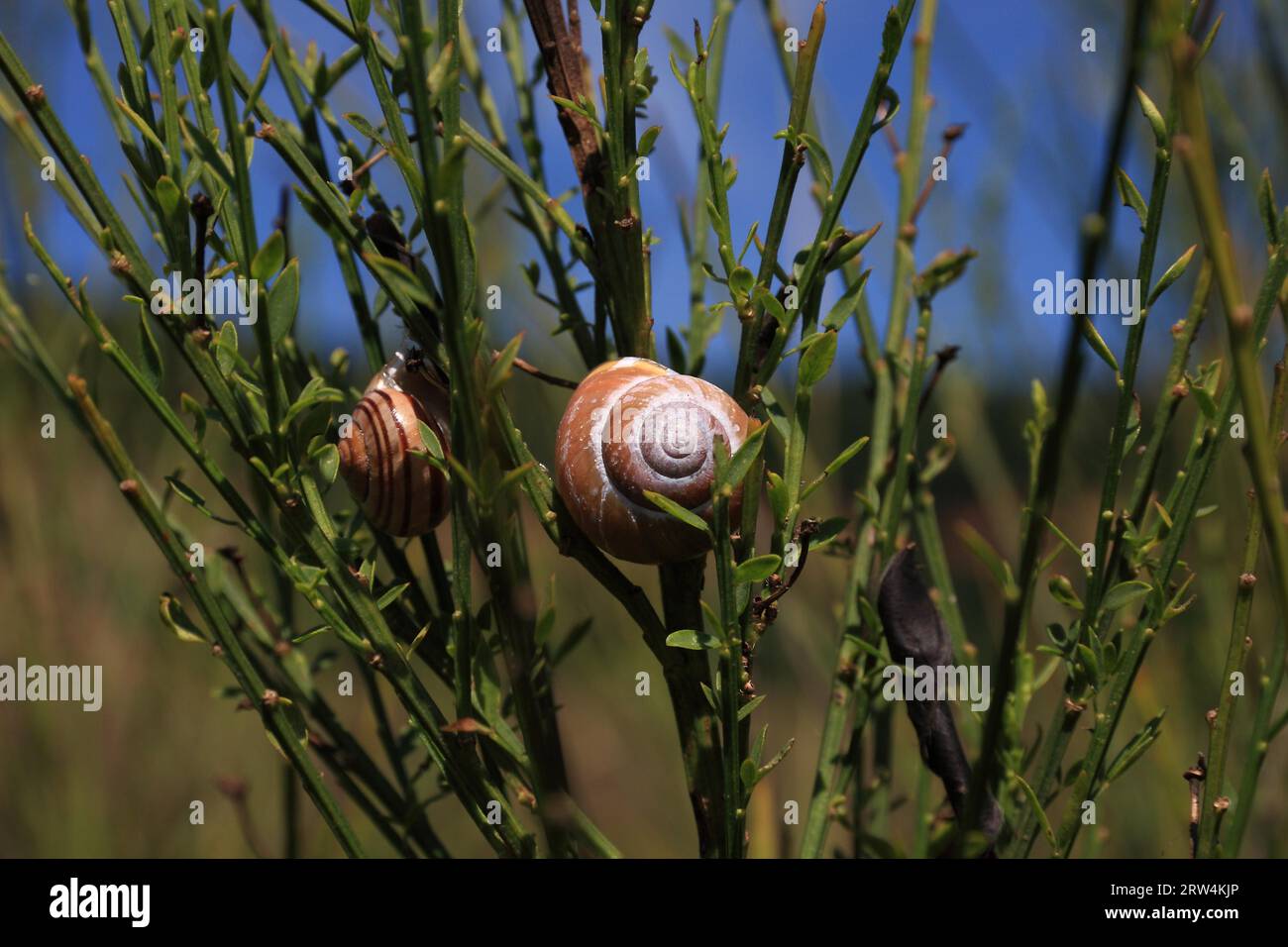 Due conchiglie di lumaca in scopa verde, piante di fondo e cielo blu Foto Stock