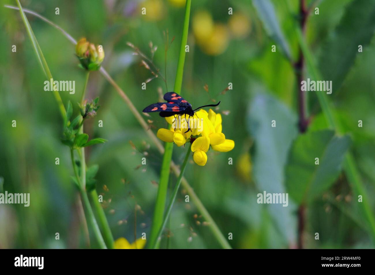 Sainfoin rametti su un fiore Foto Stock