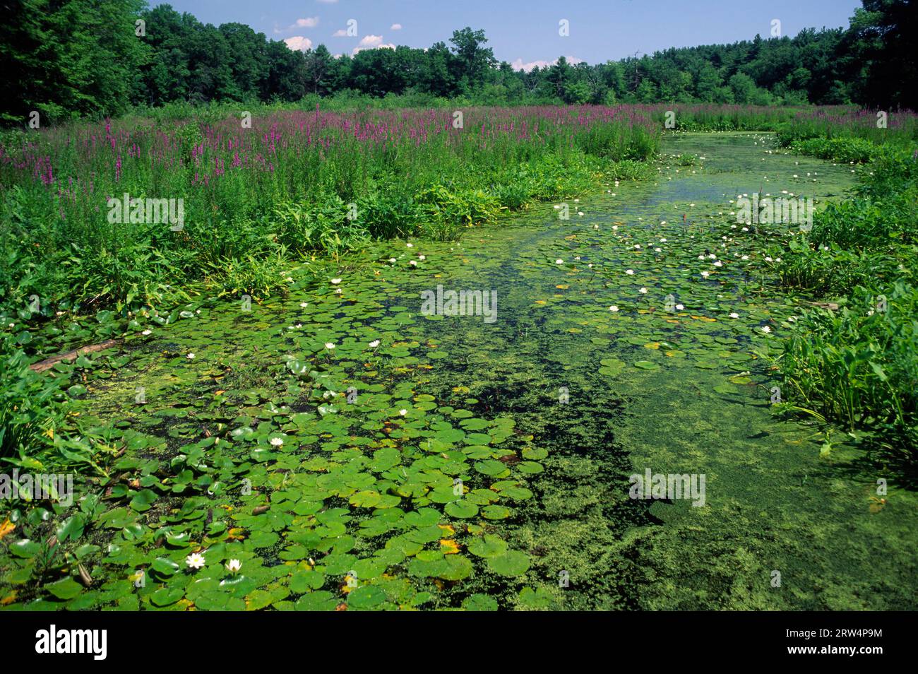 Charles River, Broadmoor Audubon Sanctuary, Massachusetts Foto Stock