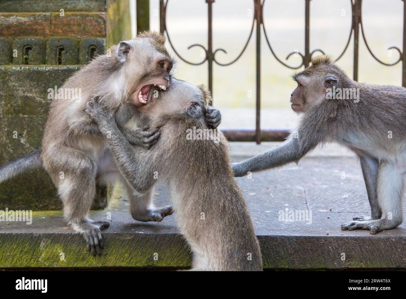 Un gruppo di scimmie lotta per il territorio nella Monkey Forest, Ubud, Bali, Indonesia Foto Stock