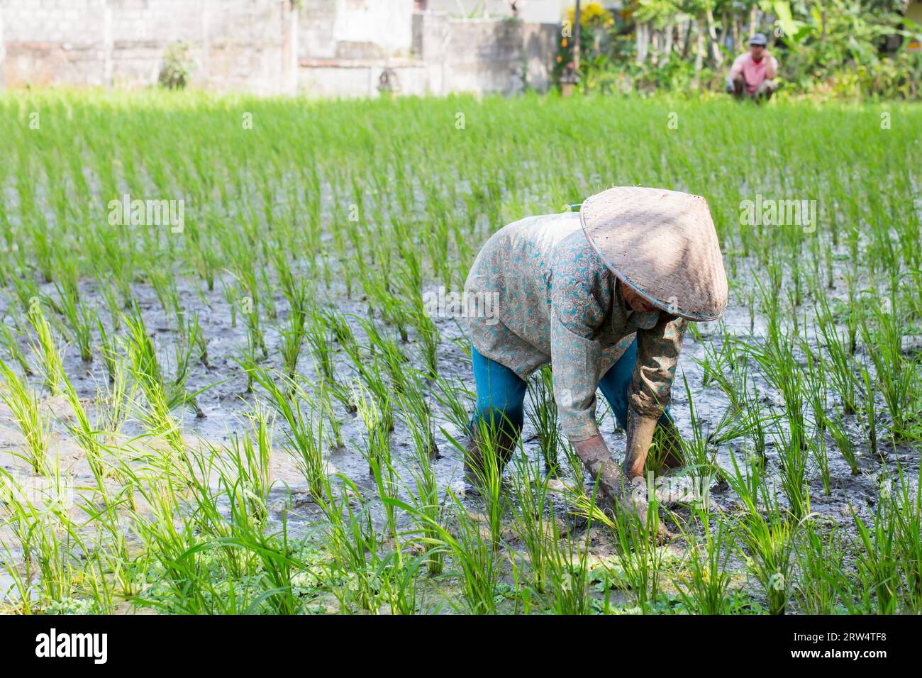 Un coltivatore di riso lavora le coltivazioni dei campi di riso in un caldo pomeriggio di sole nei pressi di Ubud, Bali, Indonesia Foto Stock