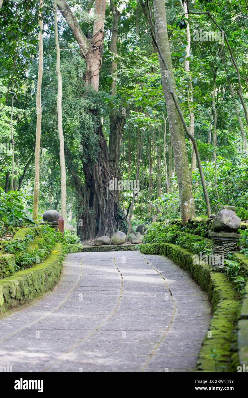 Un sentiero nel Santuario della Foresta delle scimmie a Ubud, Bali, Indonesia Foto Stock