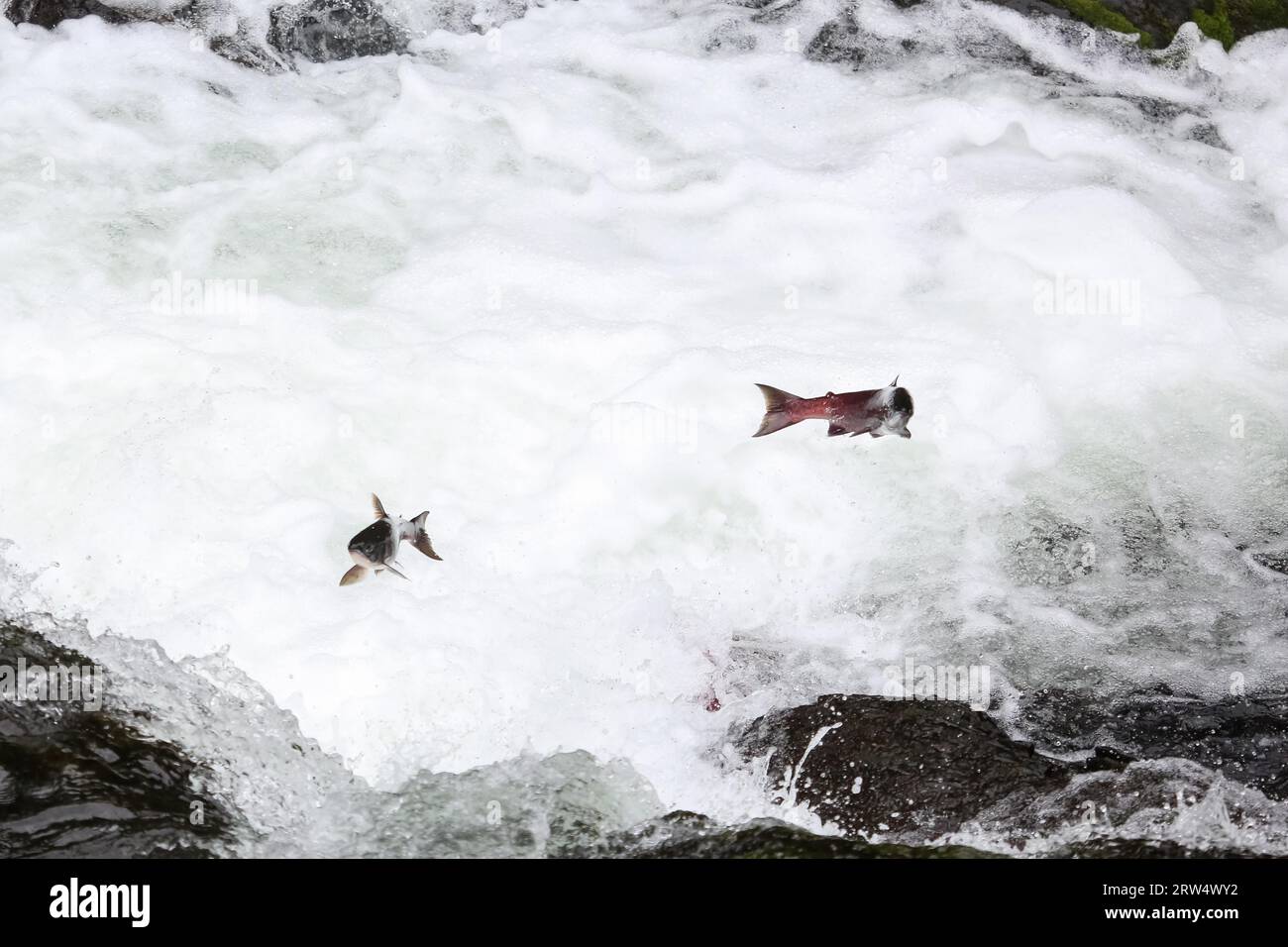 Salmoni jumping a monte per la deposizione delle uova, Russian River Falls, Kenai Peninsula, Alaska Foto Stock