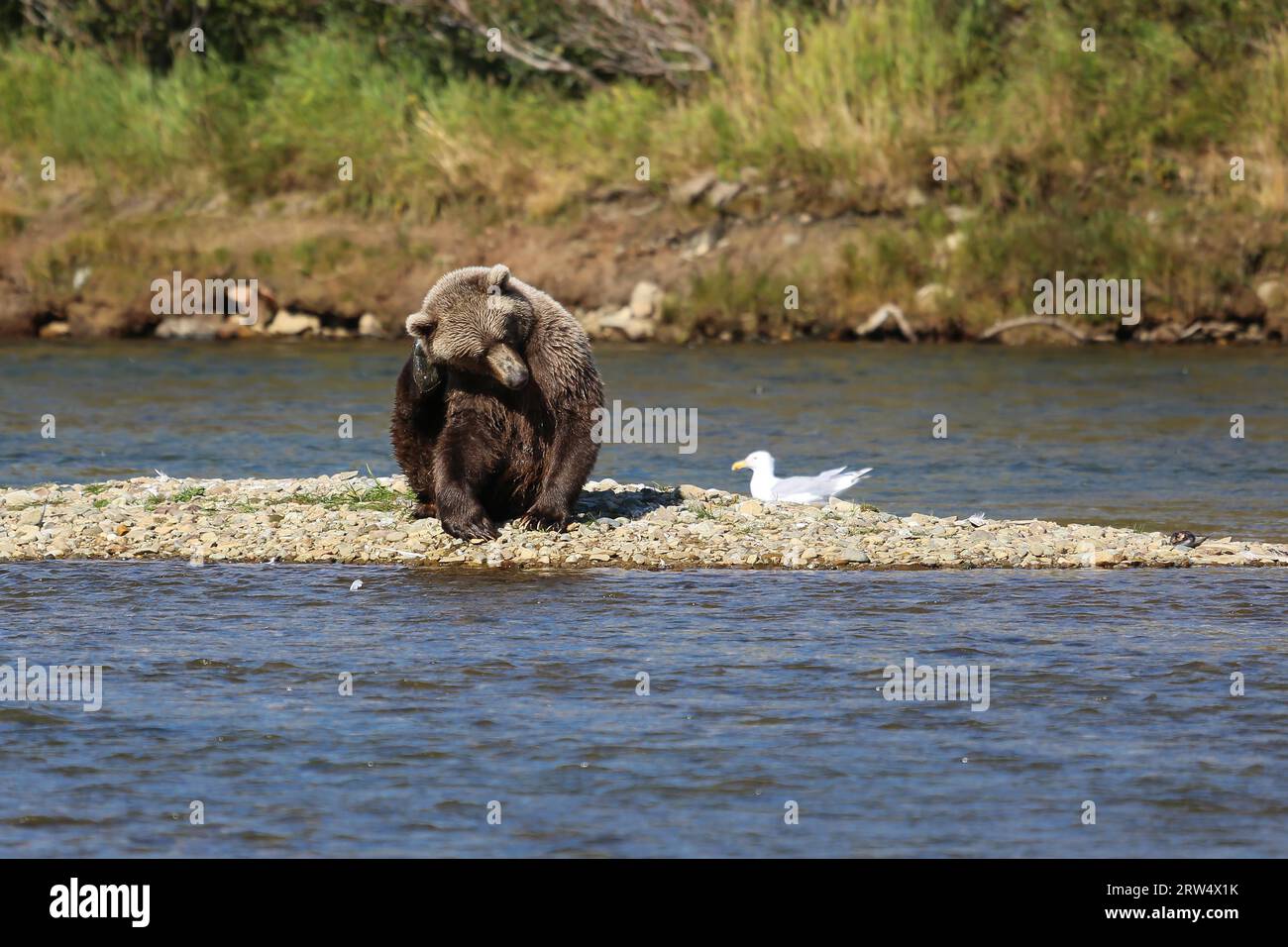 Orso bruno dell'Alaska (orso grizzly) seduto nel letto del fiume e graffiato la testa con zampa posteriore, Mor Foto Stock