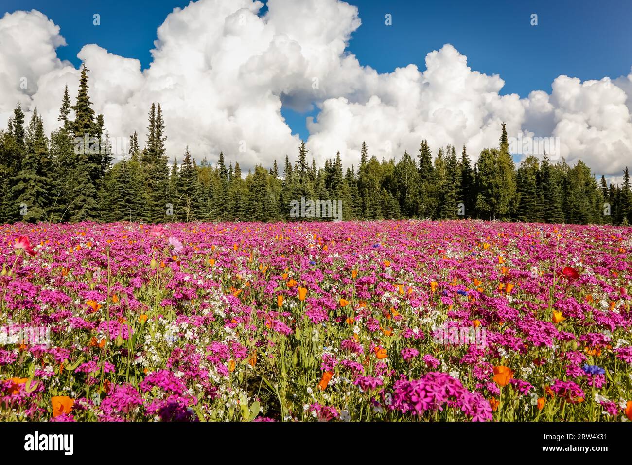 Colorati prati fioriti con sfondo di foresta, Penisola di Kenai, Alaska Foto Stock
