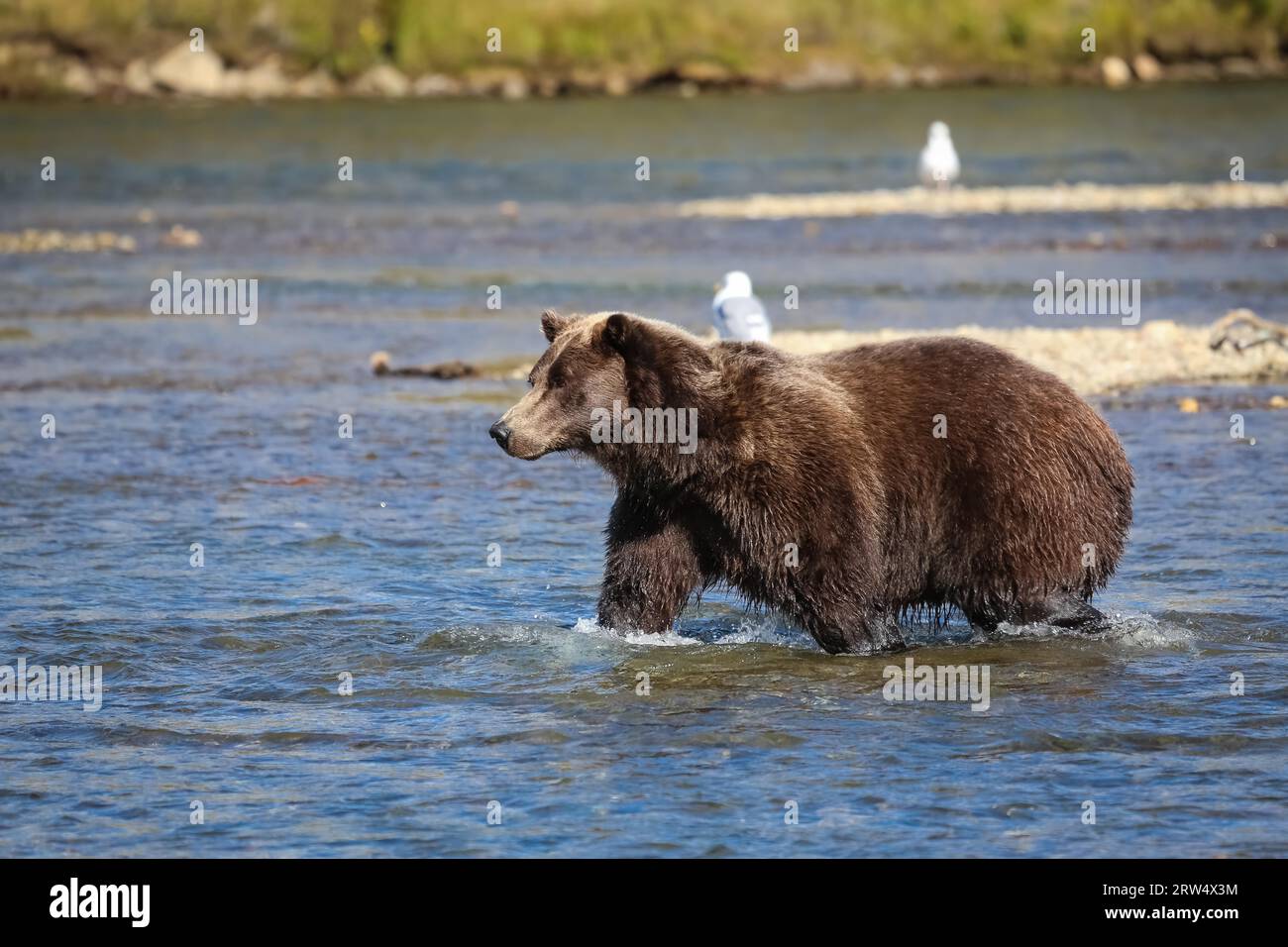 Orso bruno dell'Alaska (orso grizzly) camminando attraverso il letto del fiume, alla ricerca di salmone Sockeye, Moraine Foto Stock