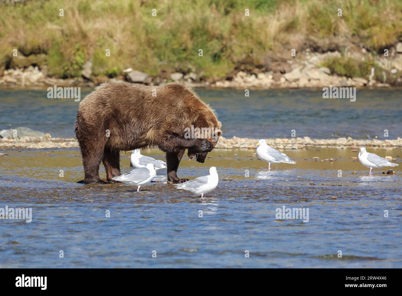 Orso bruno dell'Alaska (orso grizzly) in piedi nel letto del fiume, graffiando l'orecchio, siagullsaround, Morai Foto Stock