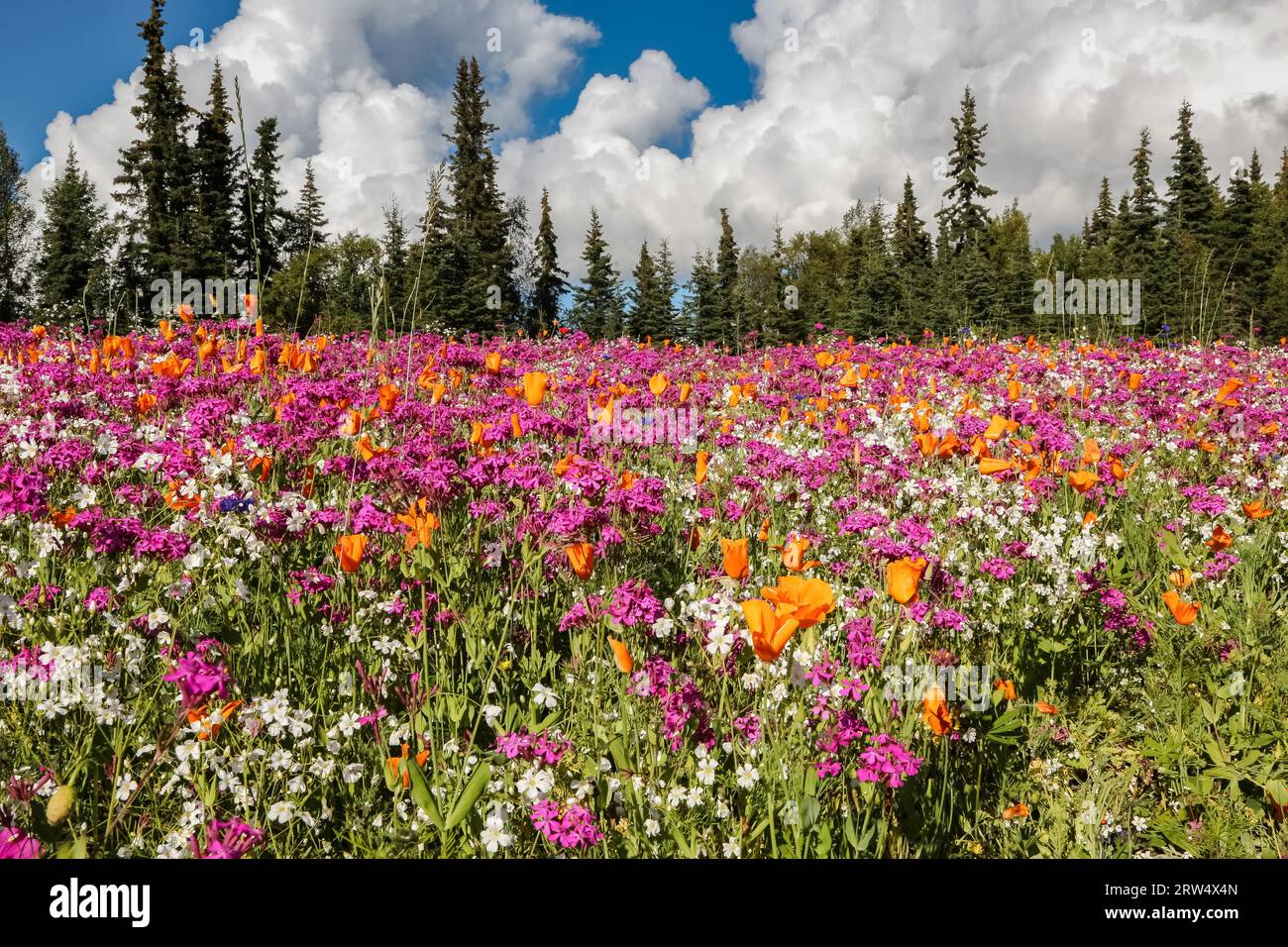 Colorati prati fioriti con sfondo di foresta, Penisola di Kenai, Alaska Foto Stock