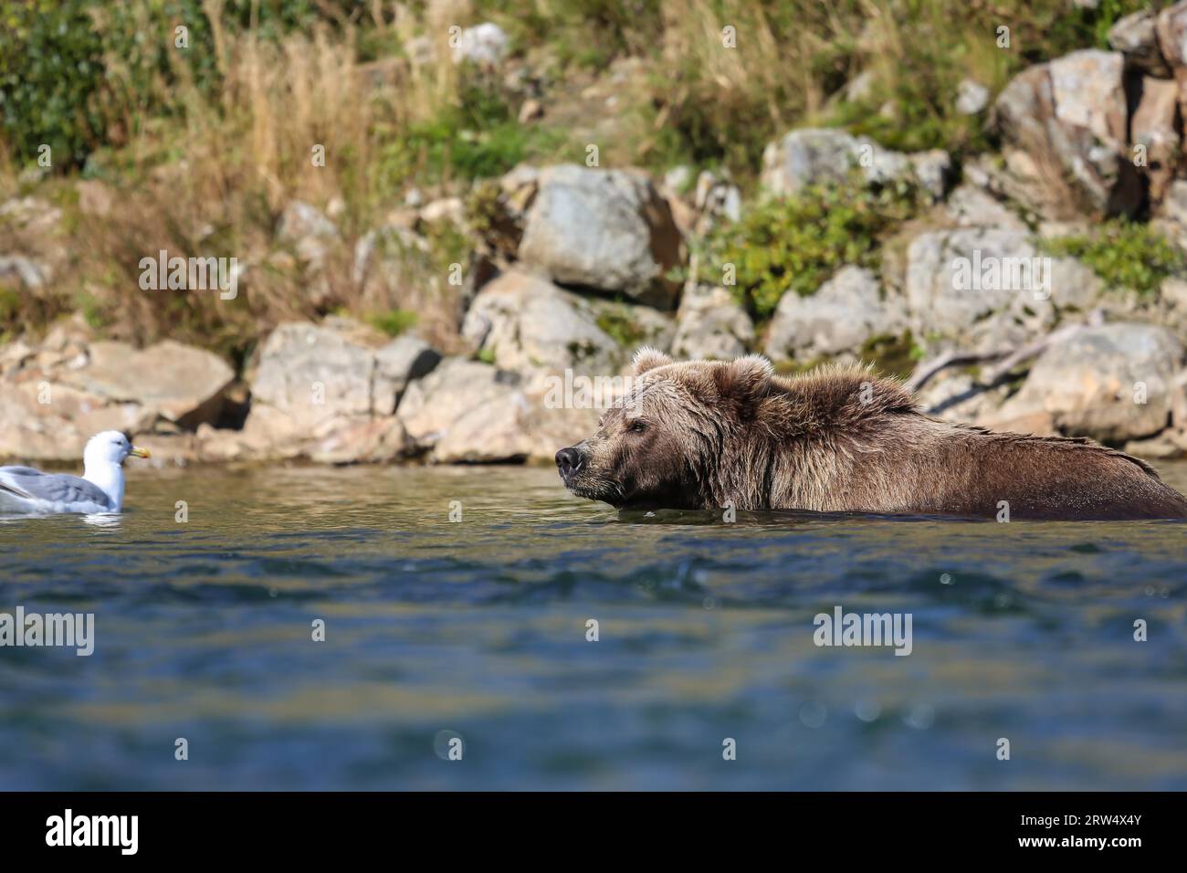 Primo piano di un orso bruno dell'Alaska (orso grizzly) che nuota nell'acqua, Moraine Creek, Katmai Nation Foto Stock
