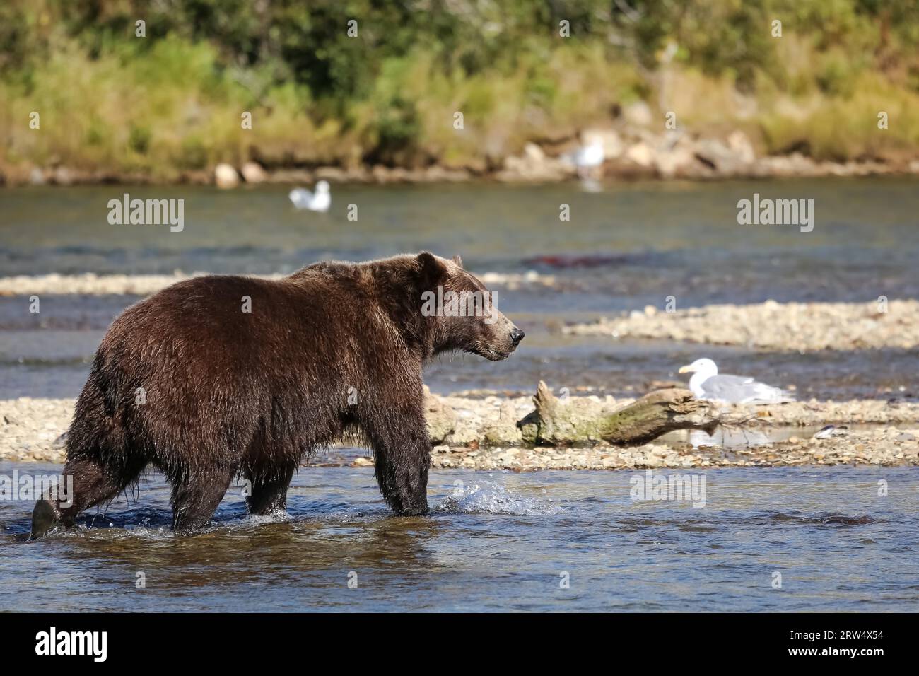 Orso bruno dell'Alaska (orso grizzly) camminando attraverso il letto del fiume, alla ricerca di salmone Sockeye, Moraine Foto Stock