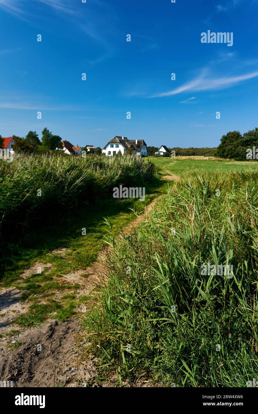 Idilliaco paesaggio di campagna con case di canne sull'isola di Hiddensee Foto Stock