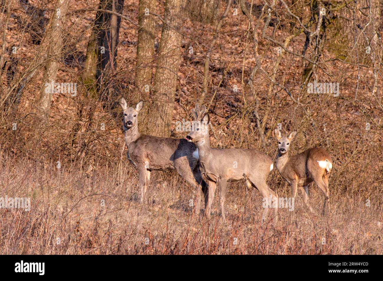 Caprioli europei (Capreolus capreolus), femmina, maschio, giovane, ai margini di una foresta nel tardo inverno, Burgenland, Austria Foto Stock