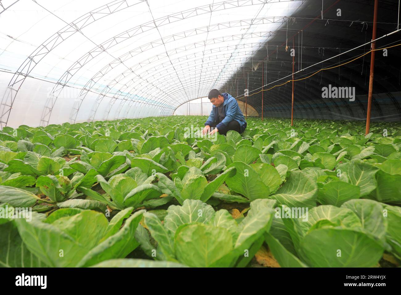 CONTEA DI LUANNAN, Cina - 14 gennaio 2021: Gli agricoltori controllano la crescita della rapa nelle serre in un'azienda agricola nella CONTEA DI LUANNAN, provincia di Hebei, Cina Foto Stock