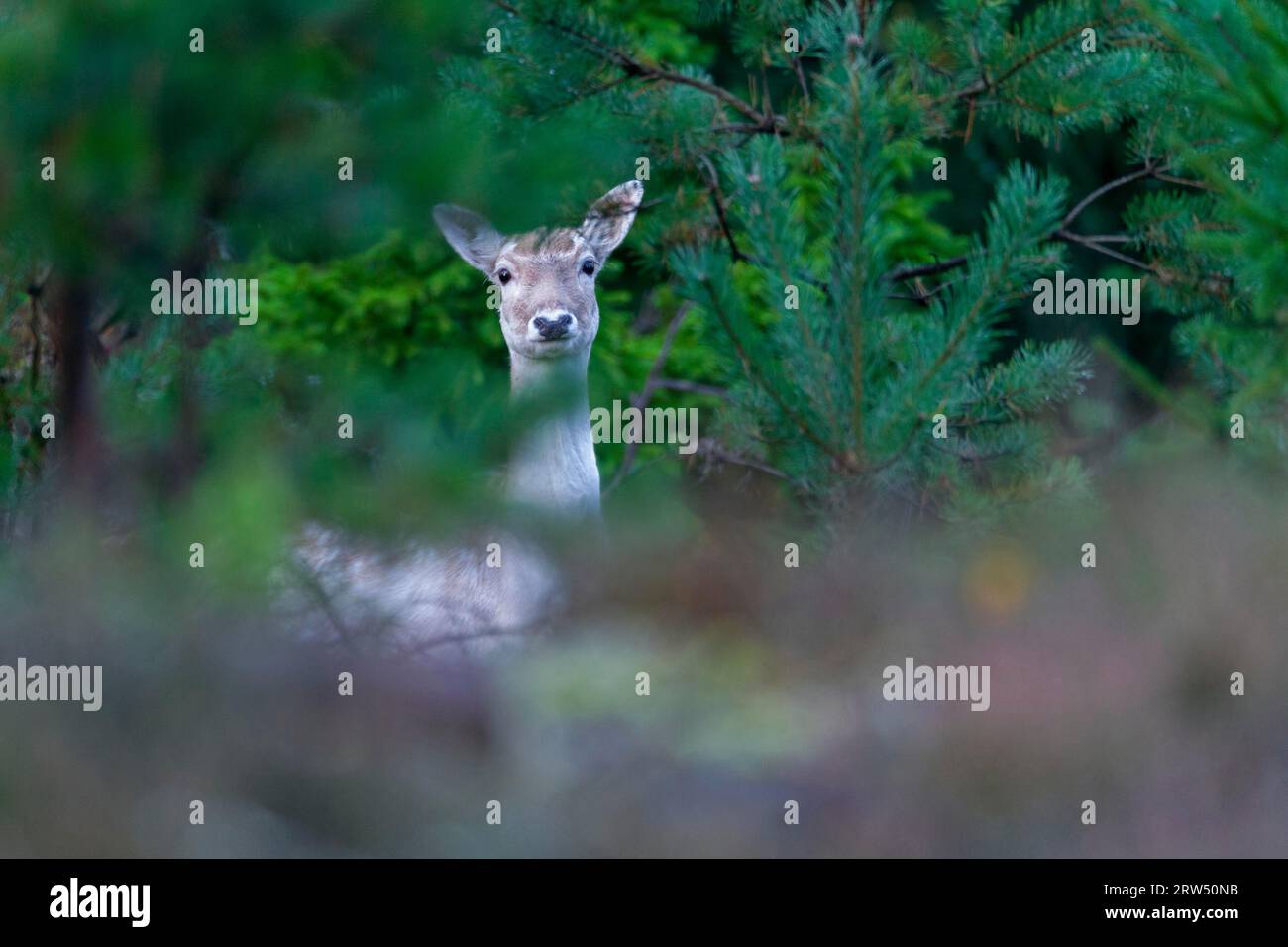 Non sono rimasto sorpreso dall'incontro con un cervo a riposo (Dama dama) nella Svezia orientale, purtroppo questi animali erano molto timidi Foto Stock