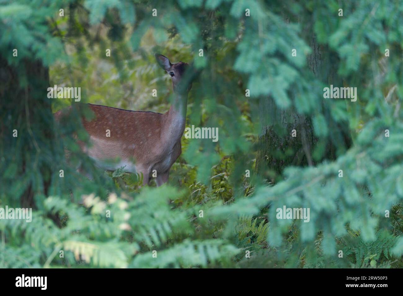 Fallow Deer (Dama dama), le femmine possono riprodursi per la prima volta all'età di 18 mesi (Photo Doe in copertina), Fallow Deer, può riprodursi a un anno e.. Foto Stock