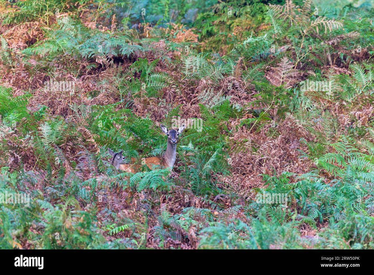 Daino (Dama dama), le femmine possono riprodursi per la prima volta all'età di 18 mesi (fogliame e vitello), cervo a riposo, può riprodursi a un anno e.. Foto Stock