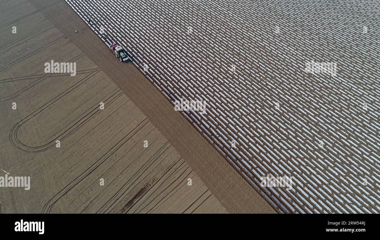 Gli agricoltori guidano una seminatrice per piantare patate nei terreni agricoli Foto Stock