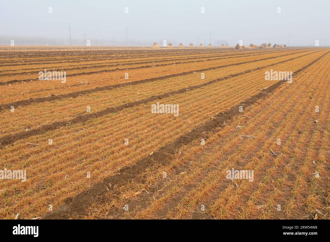 Campi di grano secco nella pianura della Cina settentrionale Foto Stock