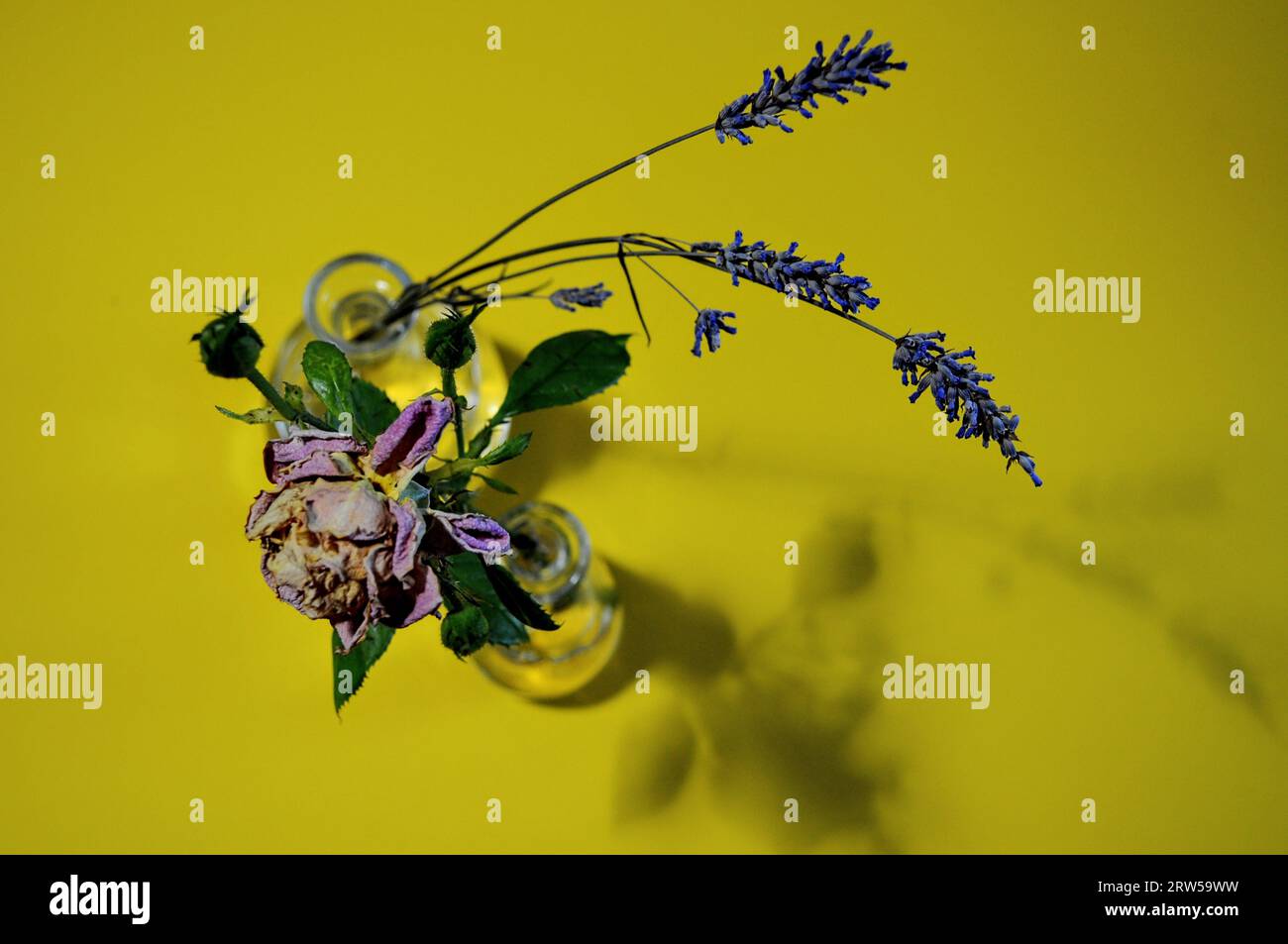 Fiori non al sole Foto Stock