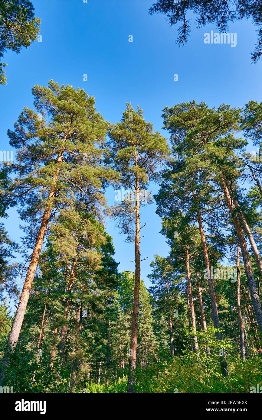 Pineta in estate Foto Stock