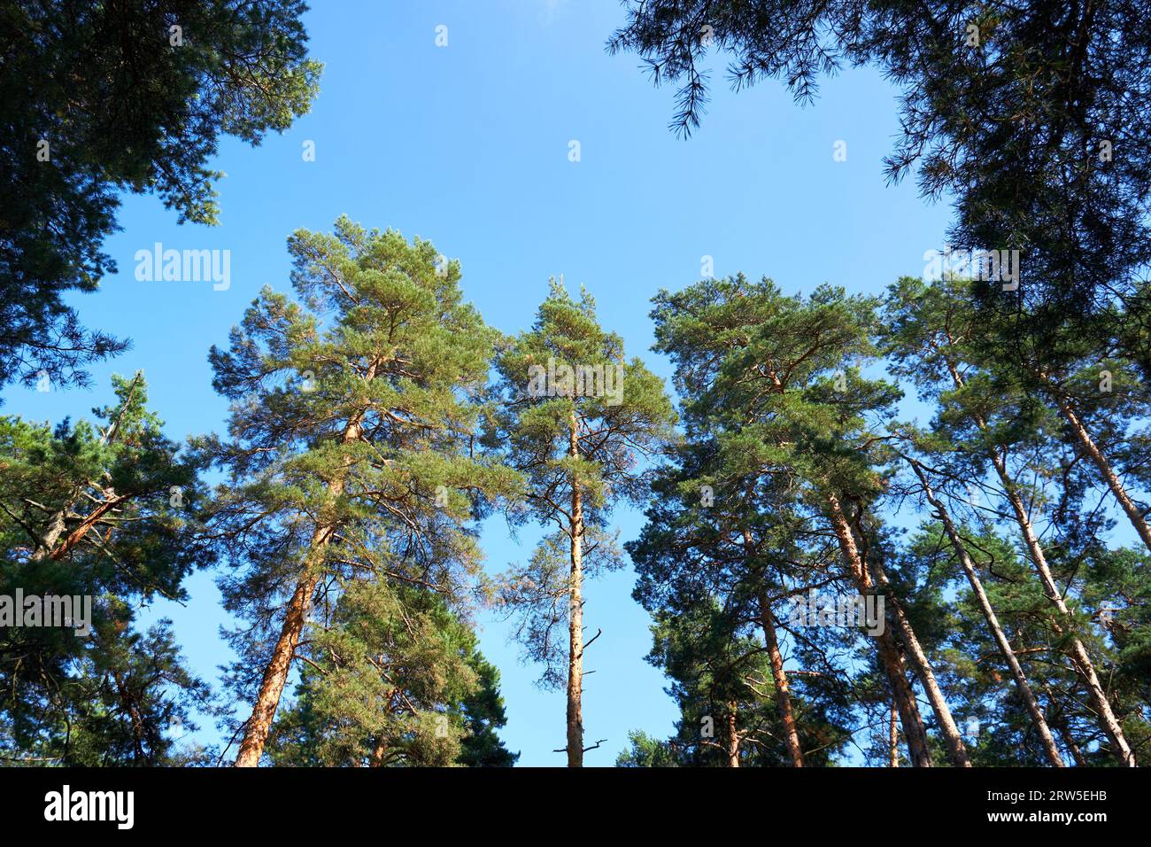 Foresta di pini in estate. Cielo blu e bel tempo fuori Foto Stock