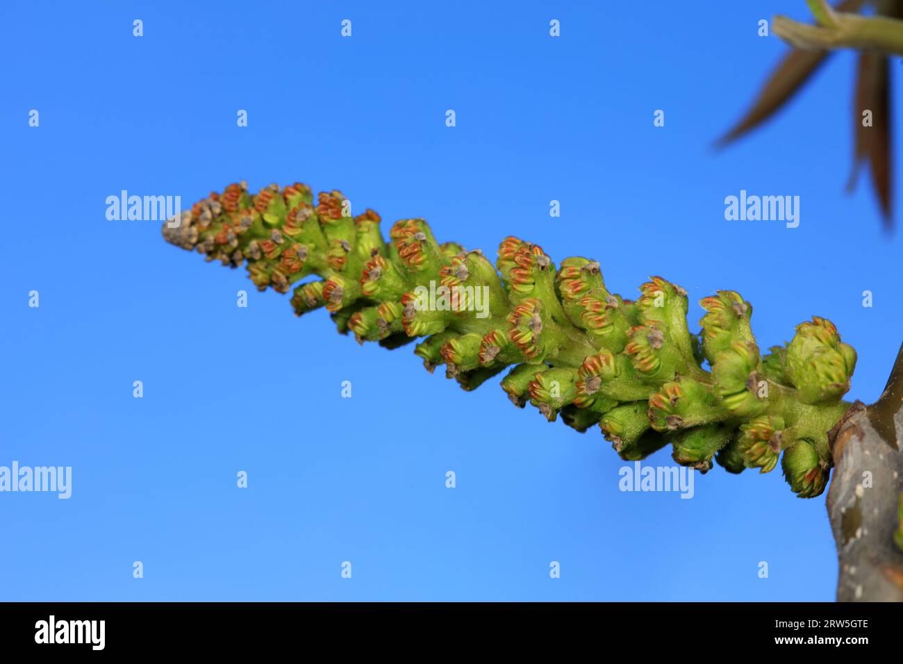 I fiori di noce si trovano nel giardino botanico della Cina settentrionale Foto Stock