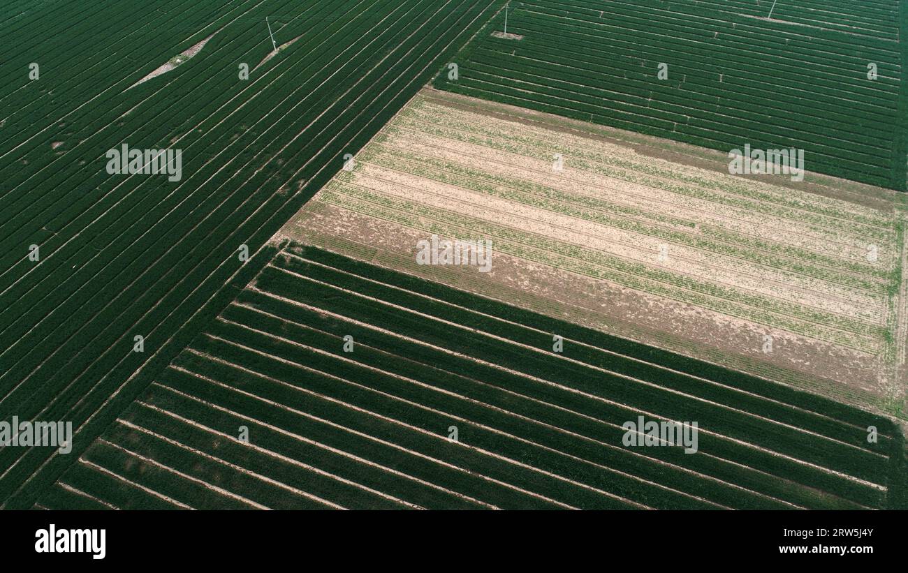 Paesaggio verde dei campi di grano, foto aeree Foto Stock