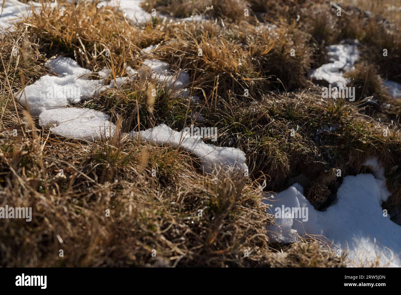 Neve in erba in autunno montagne ad alta quota, messa a fuoco poco profonda Foto Stock