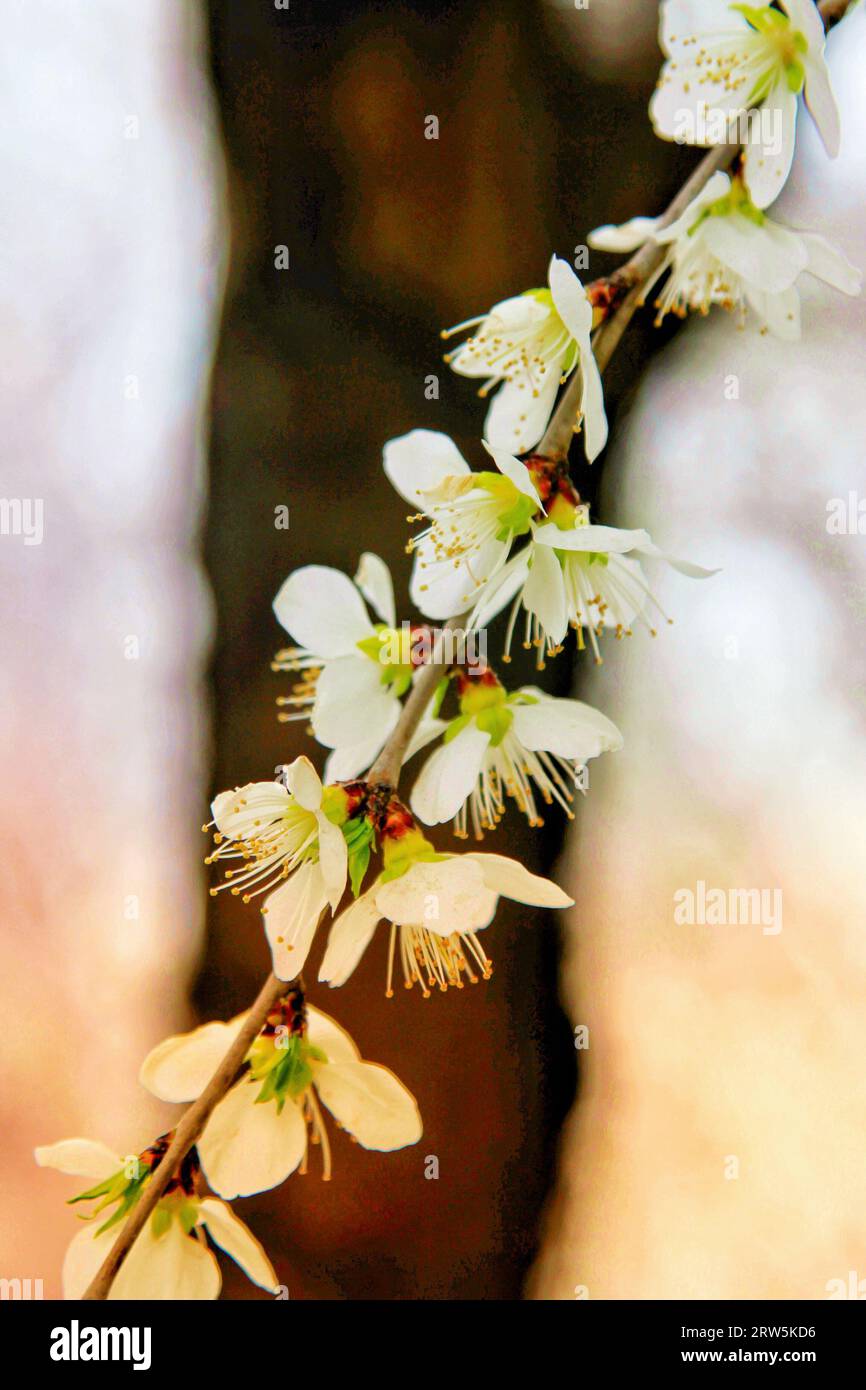 Cattura la bellezza eterea dei fiori bianchi in piena fioritura sotto il delicato abbraccio della luce del sole all'aperto Foto Stock
