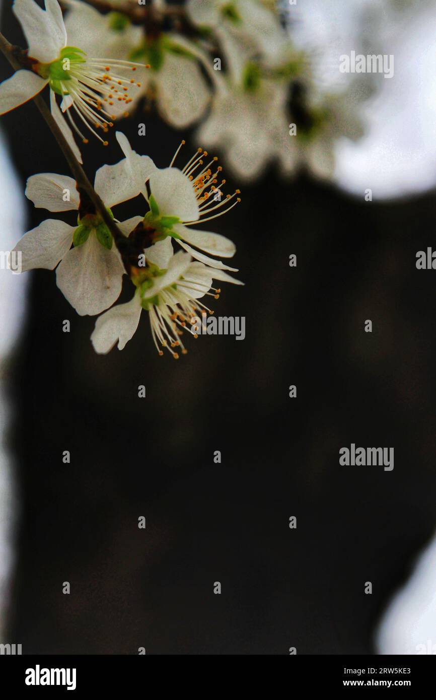 Cattura la bellezza eterea dei fiori bianchi in piena fioritura sotto il delicato abbraccio della luce del sole all'aperto Foto Stock